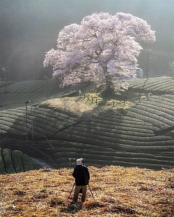 JAPAN