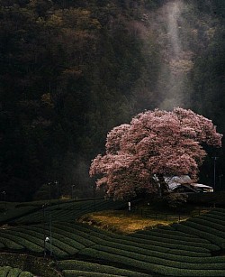 JAPAN